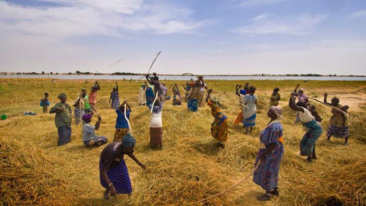 mali-agriculture-riz_0